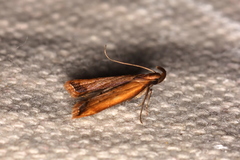 Dichomeris heriguronis