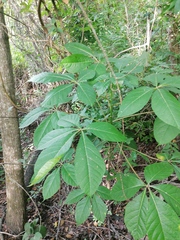 Handroanthus impetiginosus