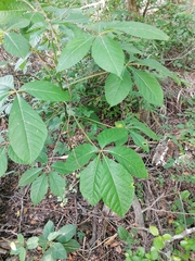 Handroanthus impetiginosus