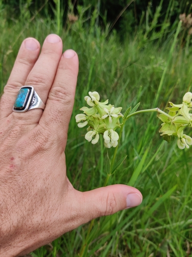 Image of Asclepias connivens by (c) Scott Allen Davis, some rights reserved (CC BY)