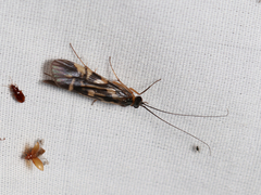 Macrostemum carolina