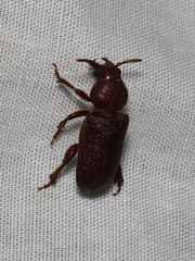 Scaphinus muticus