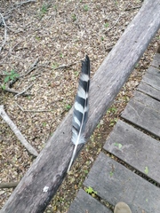 Micrastur semitorquatus