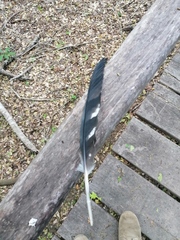 Micrastur semitorquatus