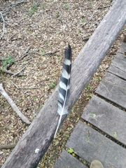 Micrastur semitorquatus