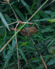 Phacellodomus erythrophthalmus
