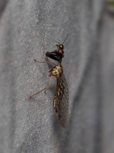 Say's Mantidfly photo 3