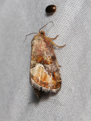 Deltote bellicula