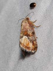 Deltote bellicula