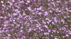 Gilia leptantha purpusii