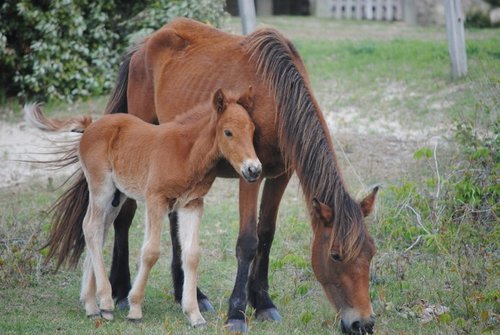 Domestic Horse photographed in North Carolina