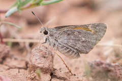 Notamblyscirtes simius