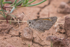 Notamblyscirtes simius