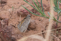 Notamblyscirtes simius