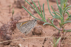Notamblyscirtes simius