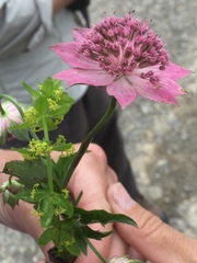Astrantia maxima
