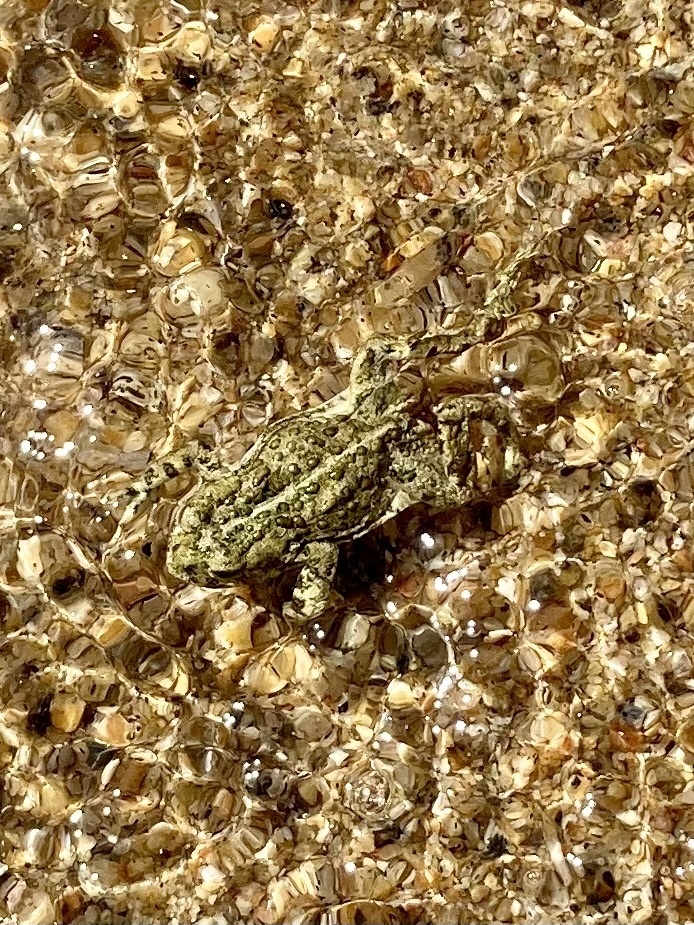 Western Toad from Lake Agnes, Glen, MT, US on August 2, 2022 at 03:41 ...