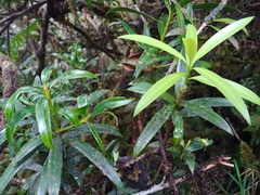 Podocarpus coriaceus