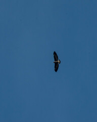 Geranoaetus albicaudatus