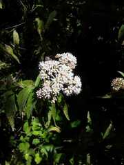 Eupatorium formosanum