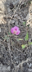 Clarkia amoena whitneyi