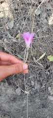Clarkia amoena whitneyi