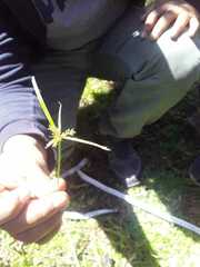 Cyperus congestus