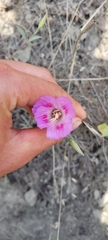 Clarkia amoena whitneyi