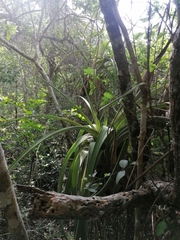 Tillandsia huamelulaensis