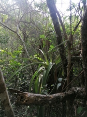 Tillandsia huamelulaensis