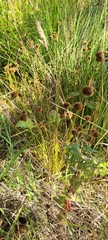 Juncus bolanderi