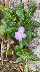Impatiens sodenii