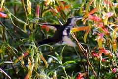 Lampornis clemenciae