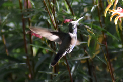 Lampornis clemenciae