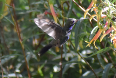 Lampornis clemenciae