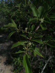 Wimmeria microphylla