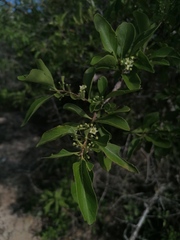 Wimmeria microphylla