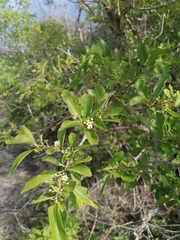 Wimmeria microphylla
