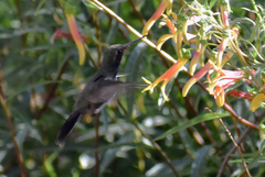 Lampornis clemenciae