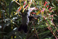 Lampornis clemenciae