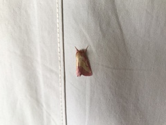 Hyparpax aurora