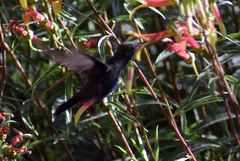 Lampornis clemenciae