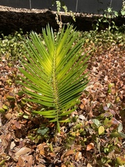 Cycas revoluta