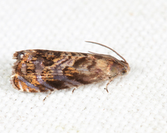 Grapholita prunivora