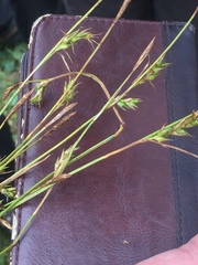 Carex michelii
