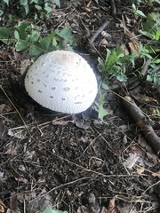 Chlorophyllum molybdites