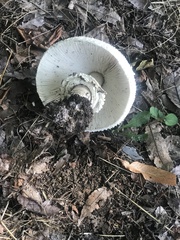 Chlorophyllum molybdites