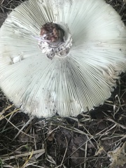 Chlorophyllum molybdites
