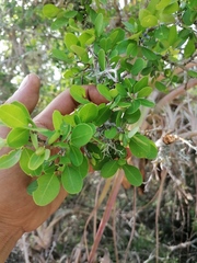 Erythroxylum havanense