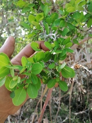 Erythroxylum havanense